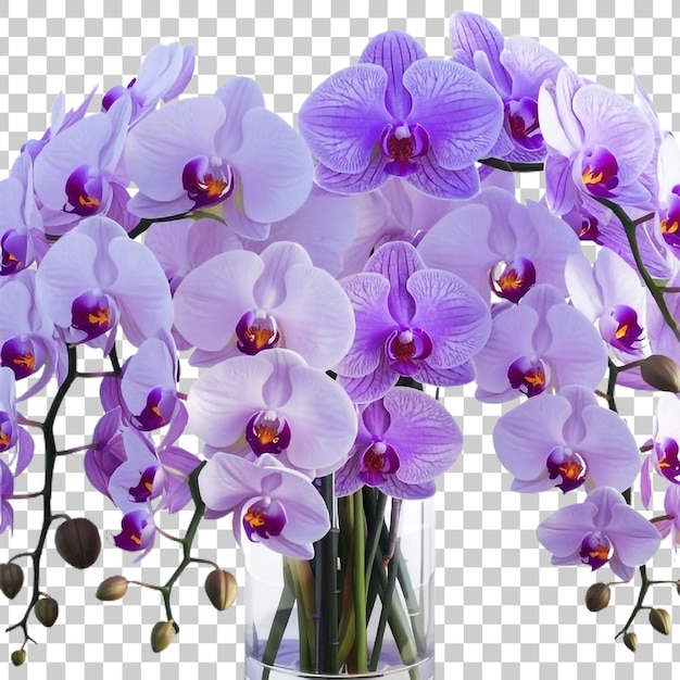 a purple and white orchid with a white flower on a transparent background