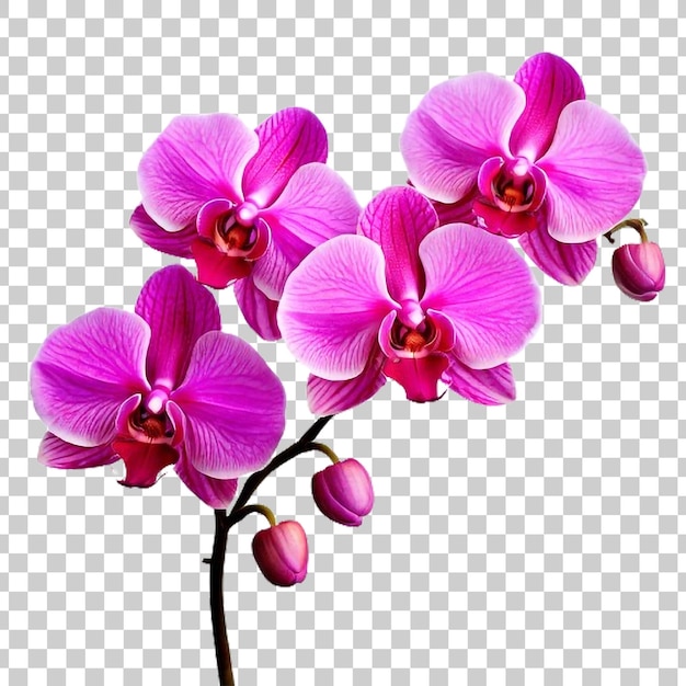 a purple and white orchid with a white flower on a transparent background