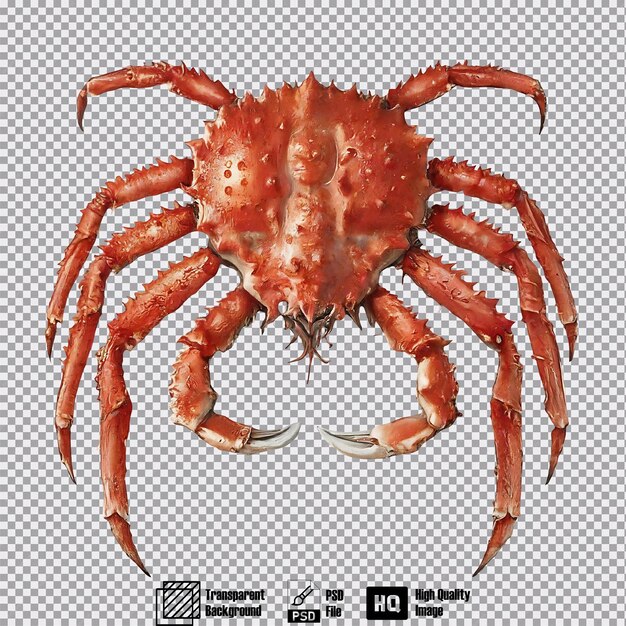 queen crab on transparent background highly detailed 5