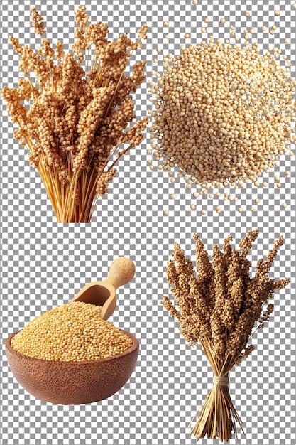 Quinoa Hyperrealistic Isolated PNG with Clear Transparent Background Highly Detailed