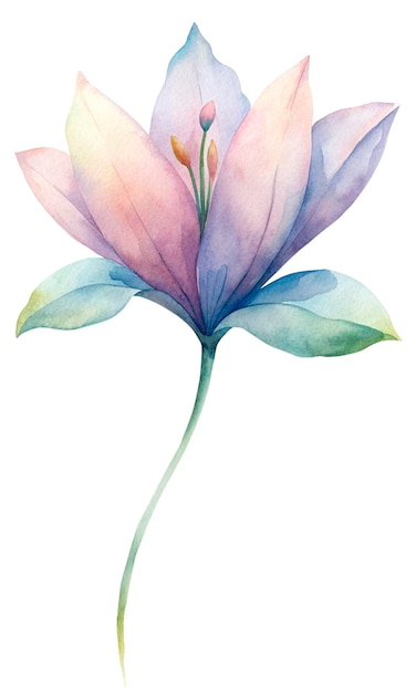 rainbow color of watercolor painting lily flower