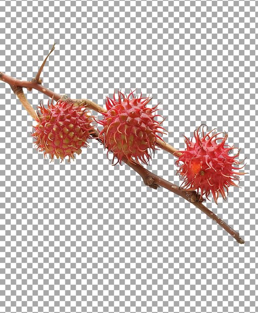 PSD rambutan isolated on transparent background