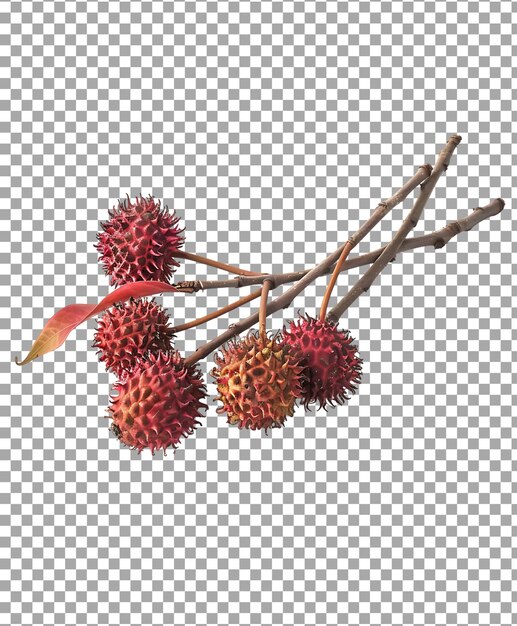 PSD rambutan isolated on transparent background