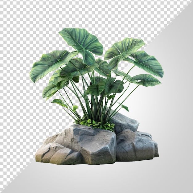 Raw plant png