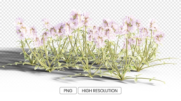 Realistic 3d creeping thyme with shadow transparent flower