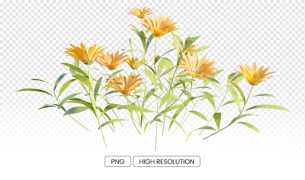 Realistic 3d Gazania linearis transparent flower illustration