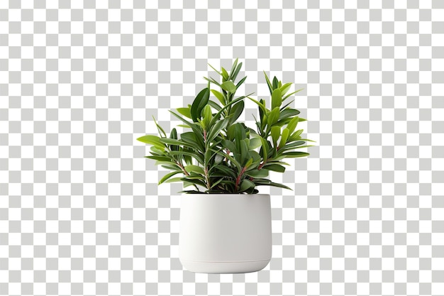 Realistic 3d Plant Pot