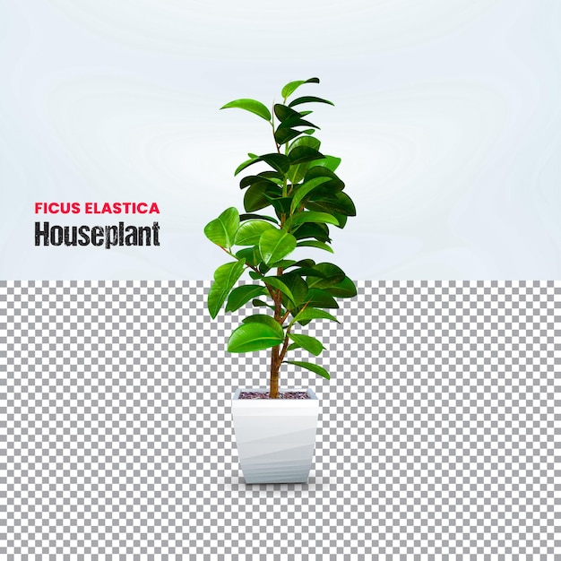 Realistic 3d rendering of houseplant ficus elastica premium psd