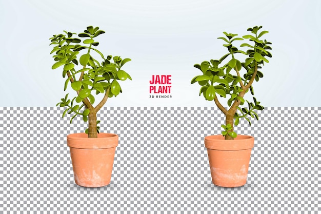 Realistic 3d rendering of houseplant with jade stone premium psd