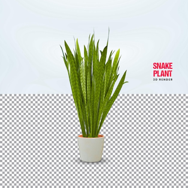 Realistic 3d rendering of snake plant premium psd