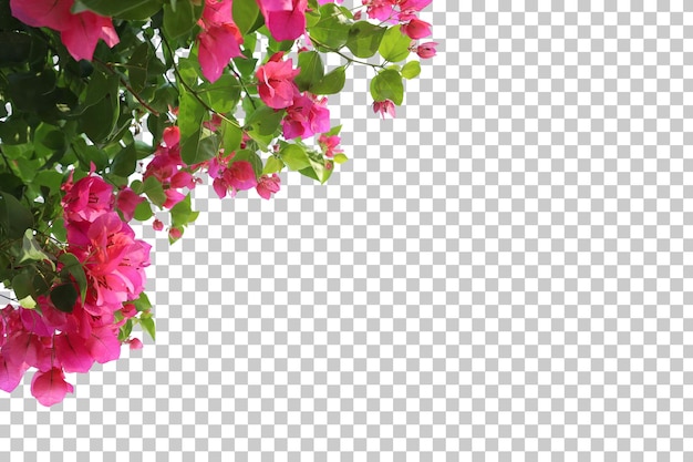 Realistic bougainvillea foreground isolated