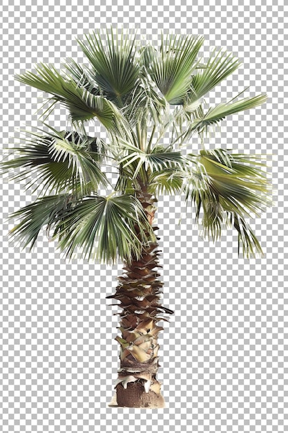 Realistic coconut palm tree png isolated on transparent background