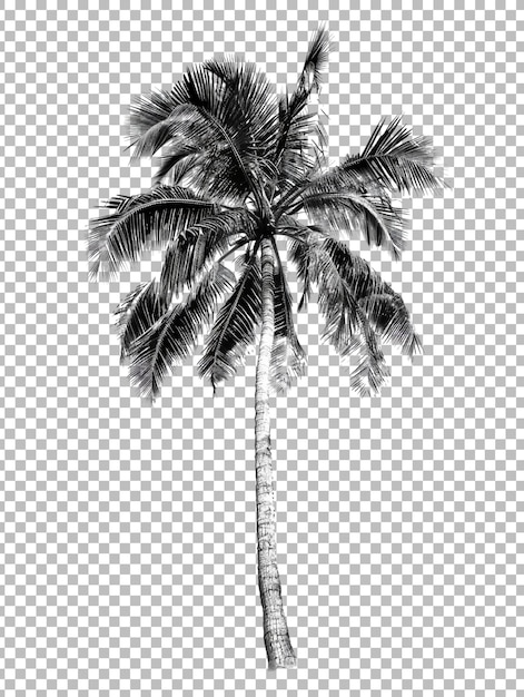 PSD realistic coconut palm tree png isolated on transparent background