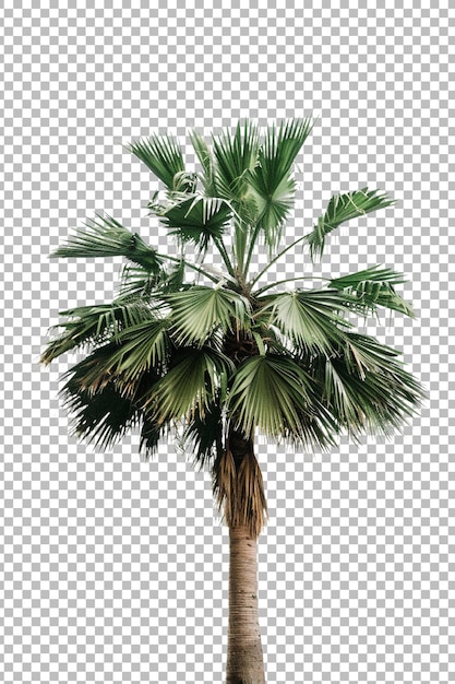 Realistic coconut palm tree png isolated on transparent background