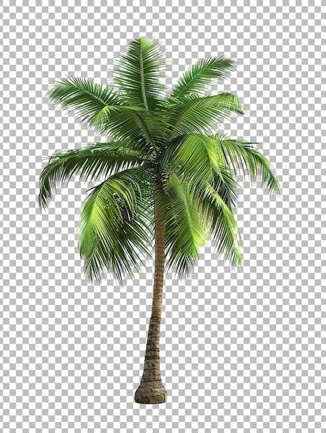 Realistic coconut palm tree png isolated on transparent background