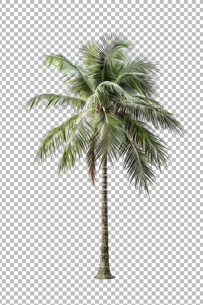 Realistic coconut palm tree png isolated on transparent background