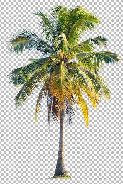 Realistic coconut palm tree png isolated on transparent background