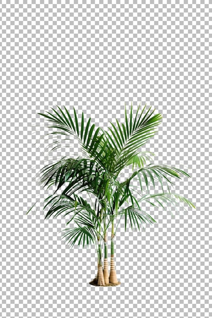 Realistic coconut palm tree png isolated on transparent background