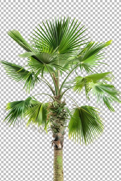 Realistic coconut palm tree png isolated on transparent background