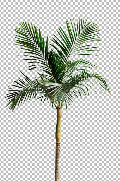 Realistic coconut palm tree png isolated on transparent background