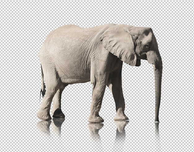 Realistic elephant