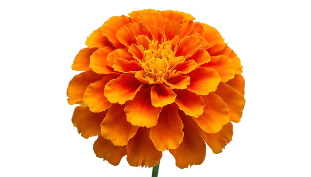 PSD realistic flower marigold