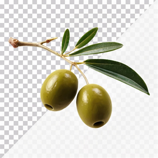 PSD a realistic green olive branch isolated on a transparent background