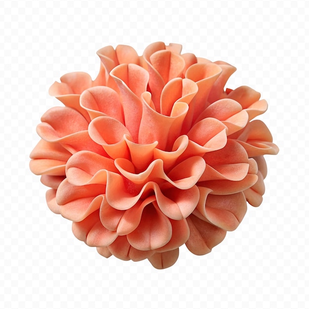 PSD realistic high quality beautiful flower on transparent background