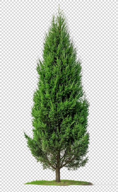 PSD realistic photograph of green cypress tree