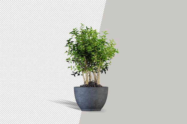 Realistic plant in 3d rendering