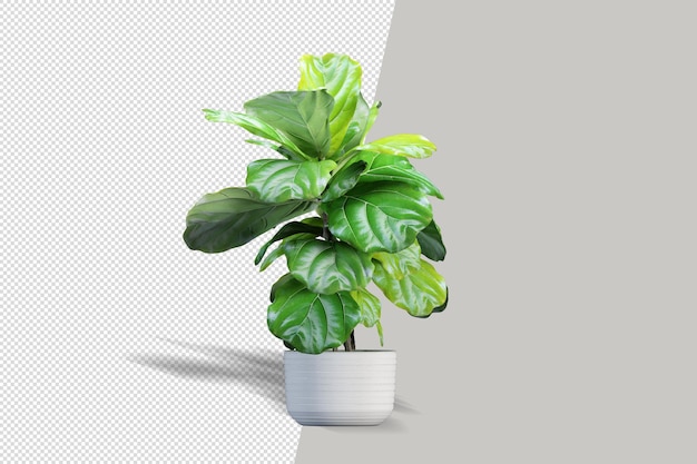 Realistic plant in pot isolated 3d rendering