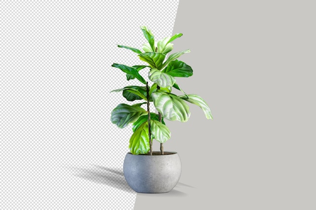 Realistic plant in pot isolated 3d rendering