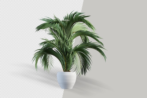 Realistic plant in pot isolated 3d rendering