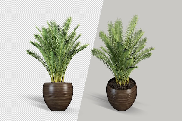 Realistic plant in pot isolated 3d rendering