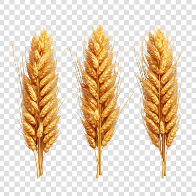 PSD realistic set wheat psd