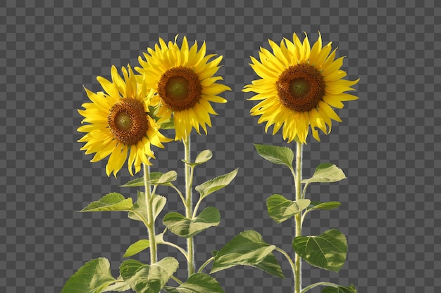 Realistic sunflower isolated