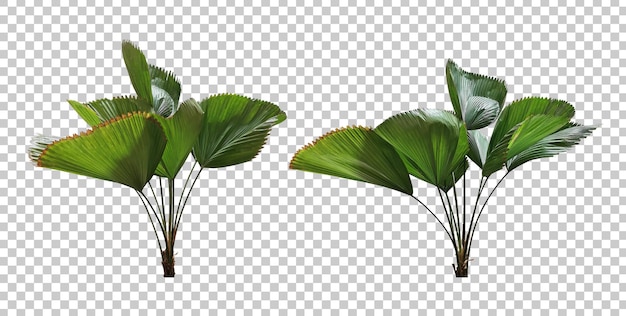 Realistic Vanuatu fan palm set isolated