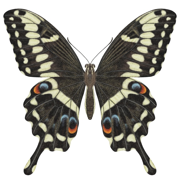 PSD realistic watercolor butterfly papilio ophidicephalus front view isolated transparent background