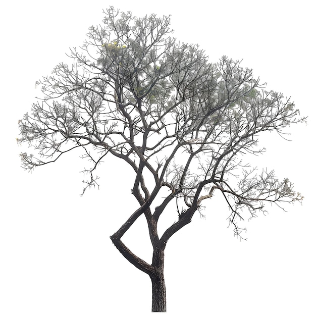 PSD realstic cutout tree png transparent background