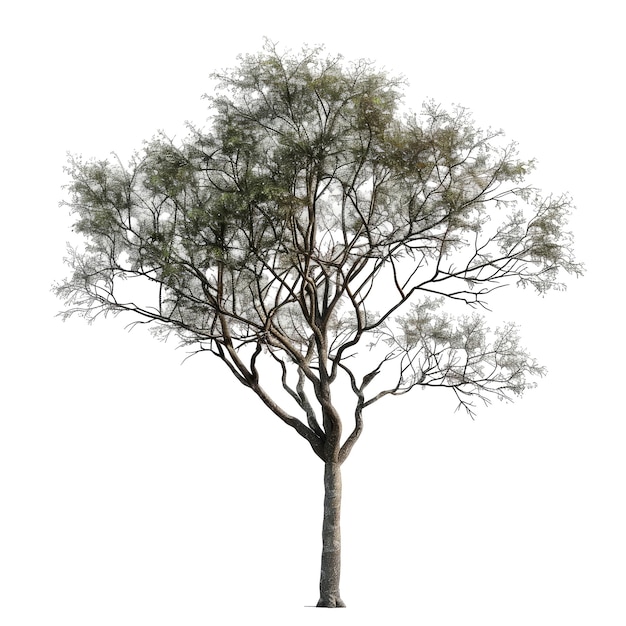 PSD realstic cutout tree png transparent background