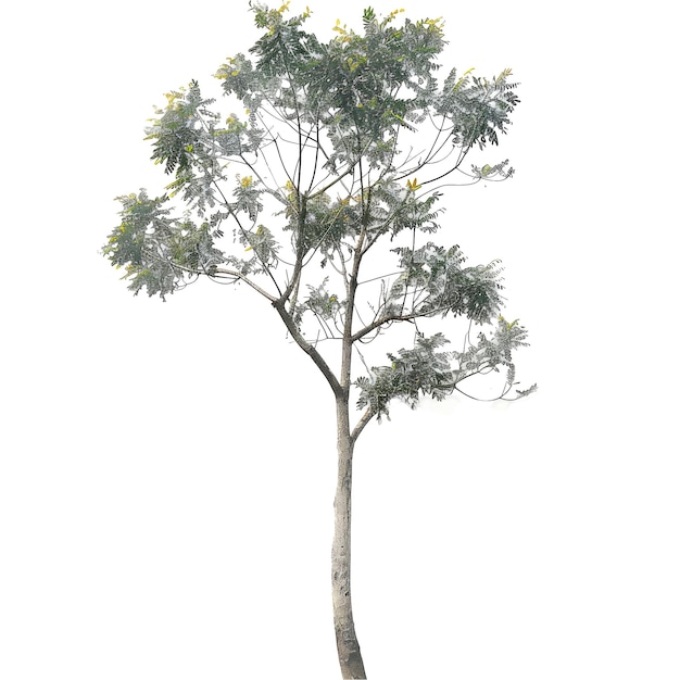 PSD realstic cutout tree png transparent background