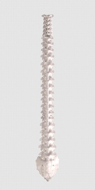 PSD rear view of a spinal column human skeleton with anatomical details isolated on white