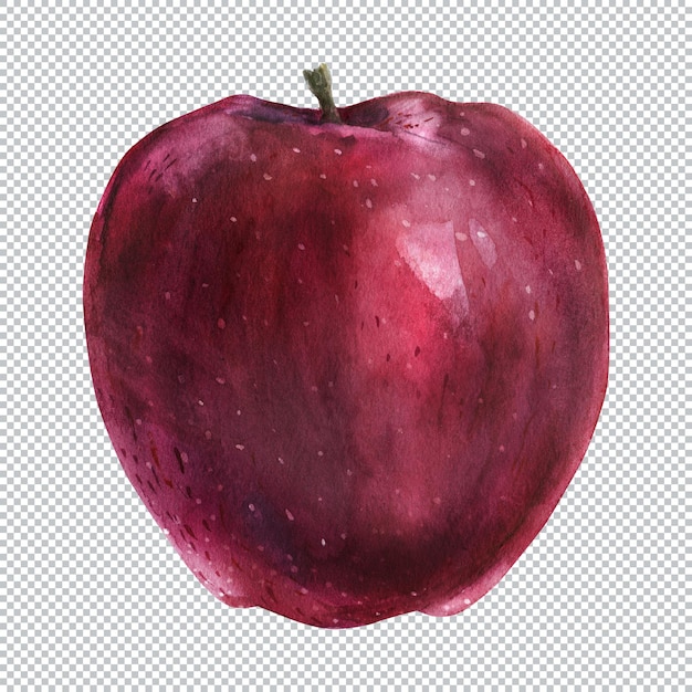 Red Apple Fruit. Botanical watercolor illustration