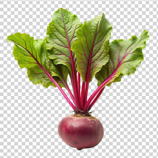 A red beet with green leaves on transparent background