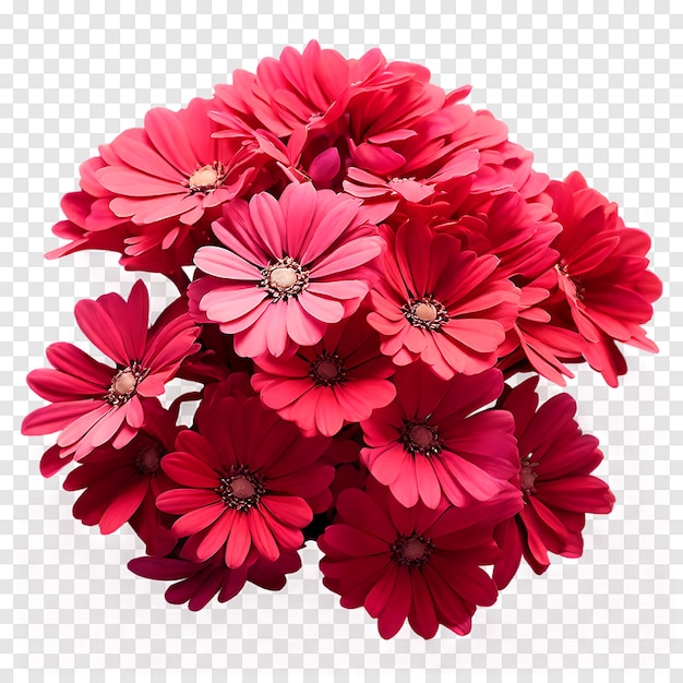 Red Cineraria flower isolated on a transparent background