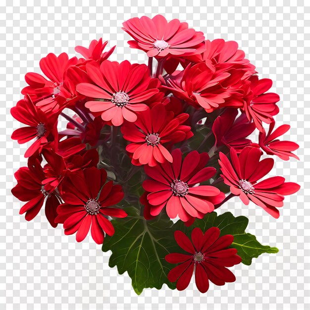 Red Cineraria flower isolated on a transparent background