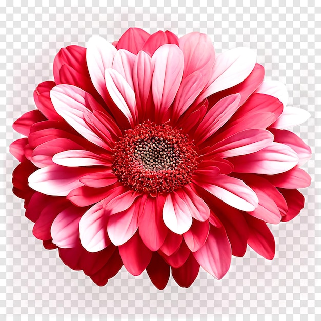 Red Cineraria flower isolated on a transparent background