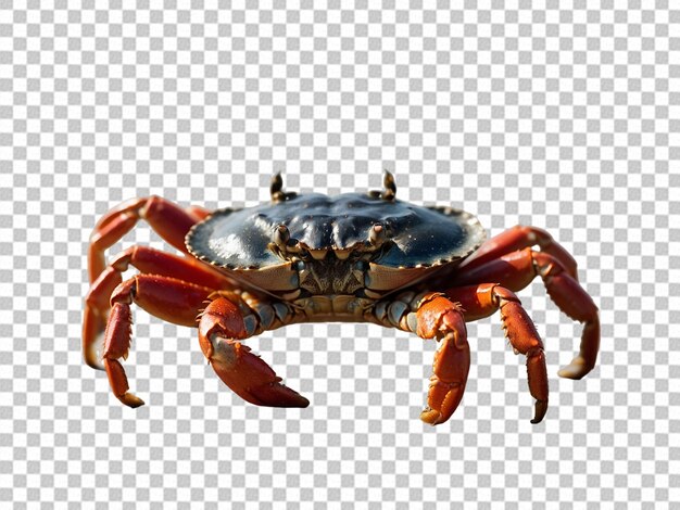 PSD red crab on transparent background