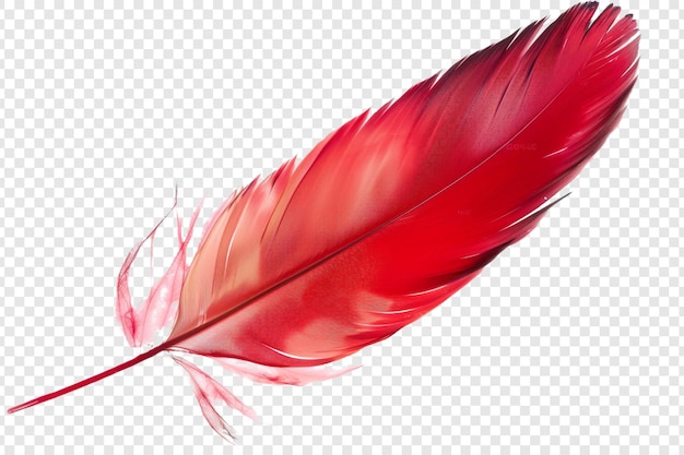 red feather isolated on transparent background