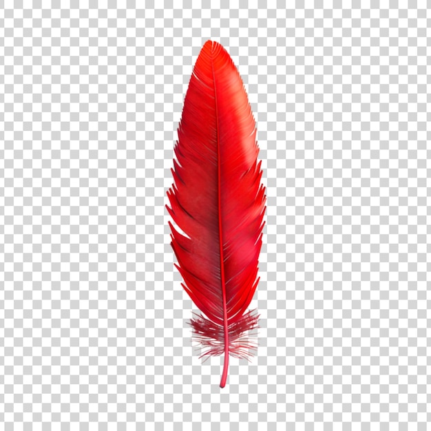 A red feather on a transparent background